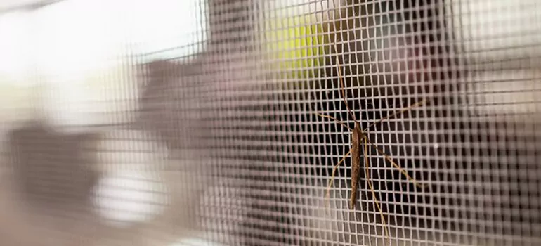 Repair Mosquito Mesh For Windows in San Jose, CA